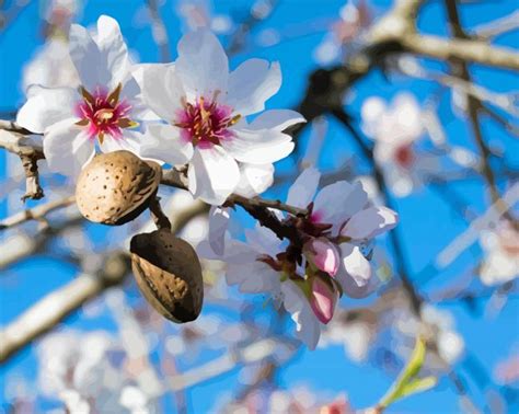 Flowering Almond Tree - 5D Diamond Painting - DiamondPaintings.SHOP