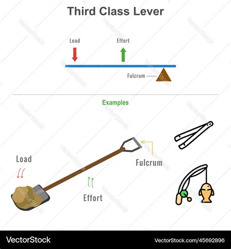 Types Of Levers: First, Second Third Order Examples », 42% OFF