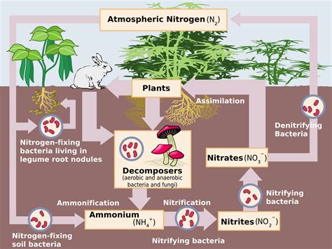 What is Nitrogen Fixation | The Tree Center™