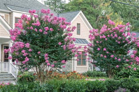 10 Flowering Trees Landscape Architects and Designers Love