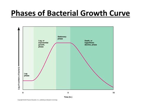 Phases Of Bacterial Growth Curve