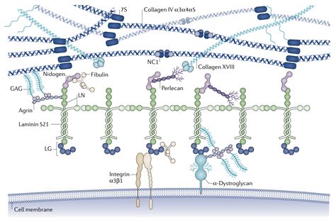 basement membraneBASE | The University of Manchester