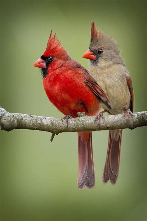 Cardinal (bird) - Alchetron, The Free Social Encyclopedia