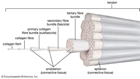 Tendon | Description & Function | Britannica