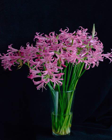 Nerine bowdenii Bulbs — Buy soft pink 'Guernsey Lilies' online at ...