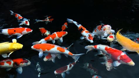 Koi Pond Data Src Free Download Koi Fish Wallpapers - Koi Fish ...