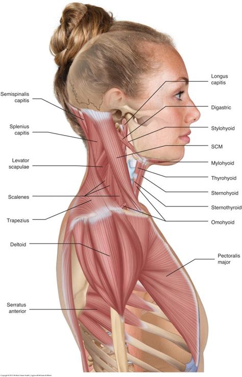 Muscles of the Neck and Trunk - Learn Muscles