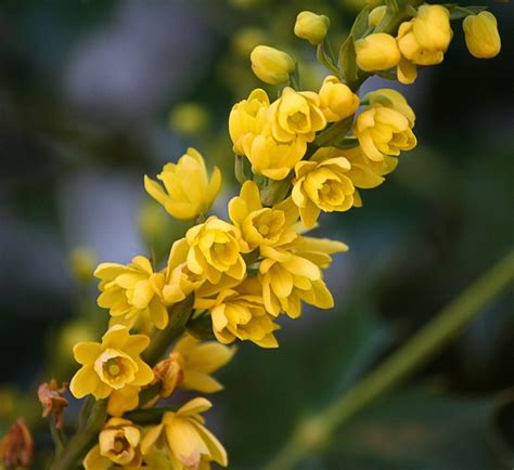 Oregon State Flower Mahonia - Free photo on Pixabay