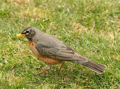 Female American Robins (Identification Guide: Male vs… | Birdfact