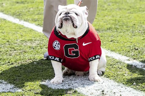 2023 Football Opponent Previews: Georgia Bulldogs - Rock M Nation