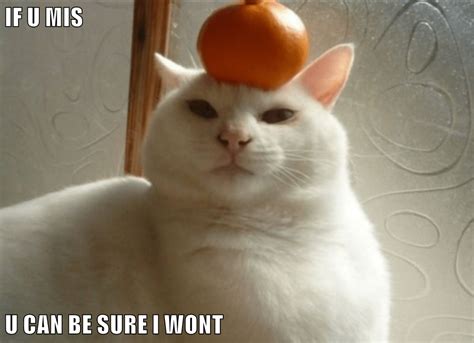 Lolcats - orange - LOL at Funny Cat Memes - Funny cat pictures with ...