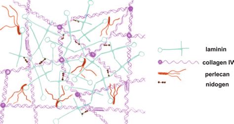 The major basement membrane components and their proposed interactions ...