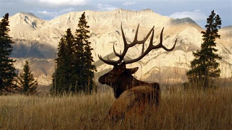 Rocky Mountain Elk Wallpapers - Top Free Rocky Mountain Elk Backgrounds ...