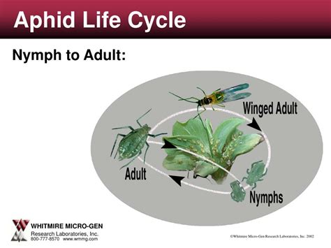 PPT - Aphid Life Cycle PowerPoint Presentation, free download - ID:4177688