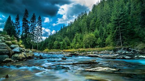 HD wallpaper: nature, river, water, stream, wilderness, forest, pine ...