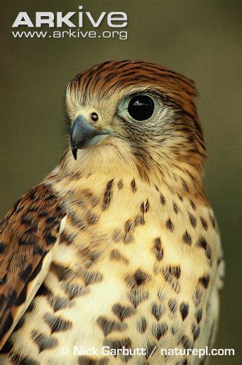 mauritius-kestrel | Cons. Sci.