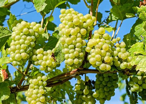 Grapes: Planting, Growing, and Harvesting Grape Vines | The Old Farmer ...