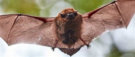 Little Brown Bat Pictures - AZ Animals