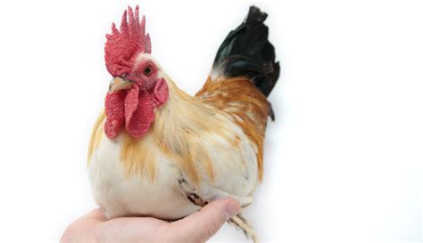 Bantam Chickens - Banty Chickens Breeds, Size and Care Guide