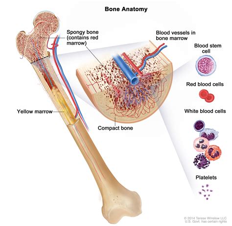 Myelodysplastic Syndromes | Vanderbilt-Ingram Cancer Center