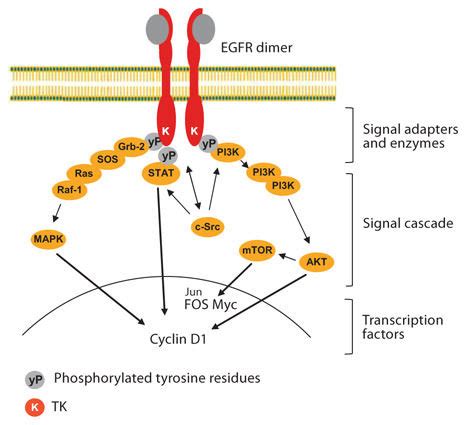 Egfr Pathway Map