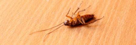 cockroach extermination | 5 Cockroach-Free Apartment Tips