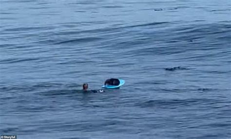 Hilarious moment pregnant sea otter leaps on surfboard and won't move ...