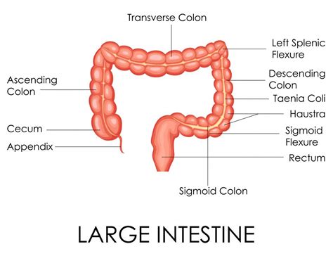 What is the Large Intestine? (with pictures)