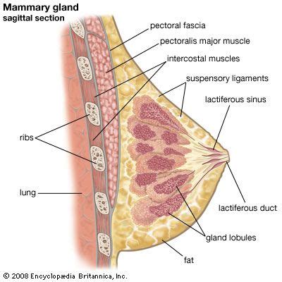 Mammary gland | Structure, Function & Development | Britannica