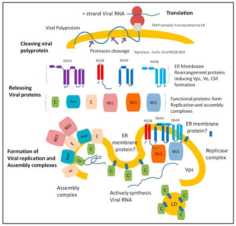 Pathogens | Free Full-Text | Role of Endoplasmic Reticulum-Associated ...