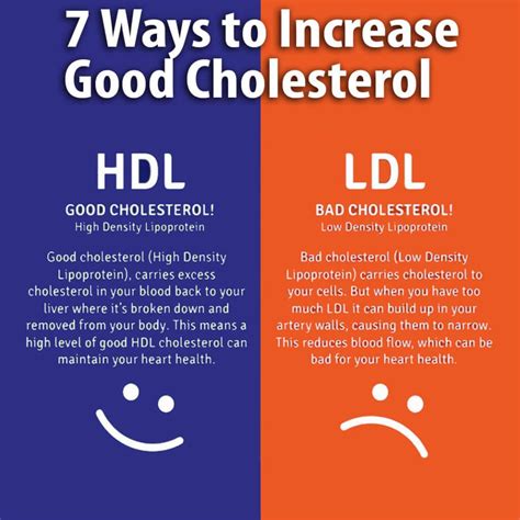 Seven Ways to Increase the Good HDL Cholesterol - Kinney Physical ...