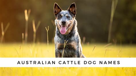 150+ Blue Heeler Names from the Land Down Under!