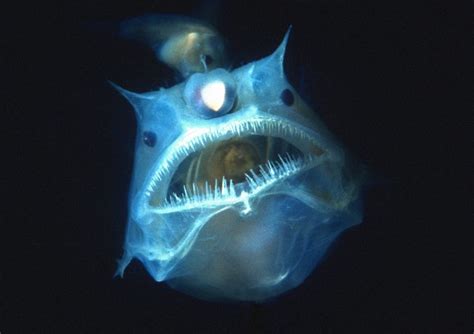 Scary Deep Water Fish