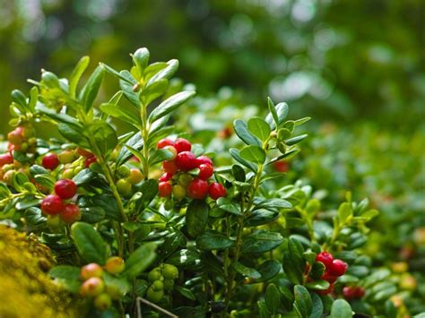 Growing Cranberry Plants: How Are Cranberries Grown In The Garden ...