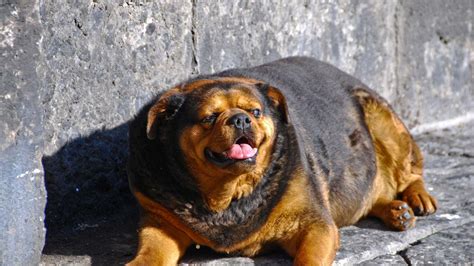 Download Adorable Overweight Dog Lounging At Home Wallpaper ...