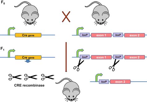 Conditional gene knockouts in mice using the Cre recombinase-loxP ...