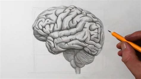 Aggregate 124+ pencil drawing of brain best - seven.edu.vn