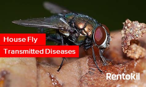 How to prevent house fly transmitted diseases