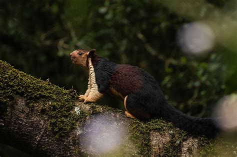 How forest preservation could save the Indian giant squirrel – Leopard ...