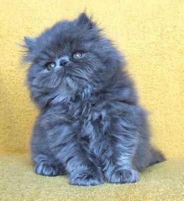 What breed of kitten is this ? - The Cute Kittens Trivia Quiz - Fanpop