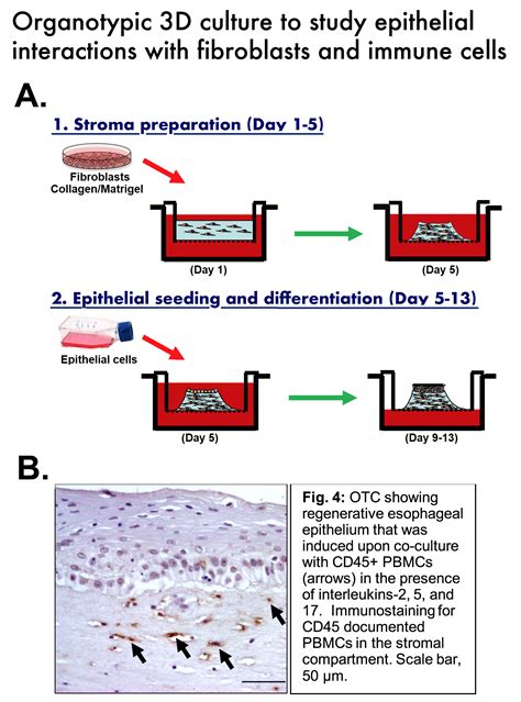 Organoid & Cell Culture Core (OCCC) – Columbia University Digestive and ...