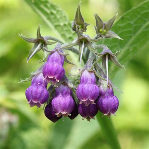 Comfrey Seeds - Symphytum officinale