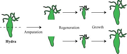 wat r two types of regeneration explain - Science - How do Organisms ...