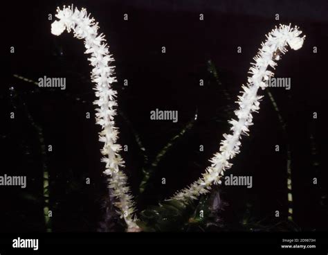 Aponogeton ulvaceus hi-res stock photography and images - Alamy