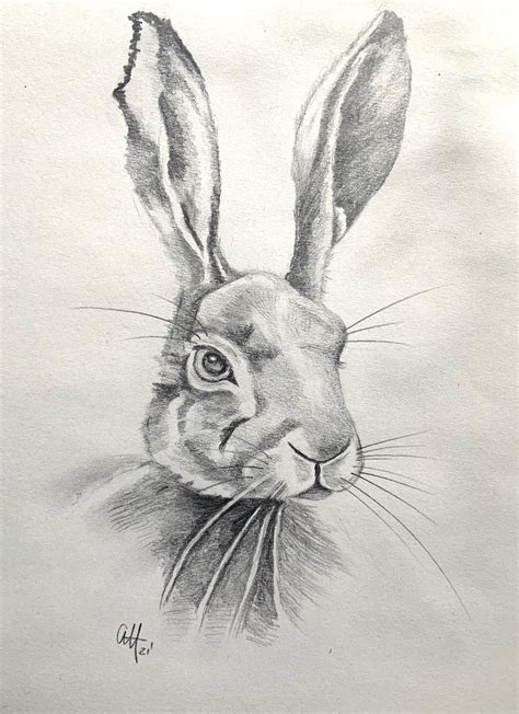 Hare Drawing | ArtBase