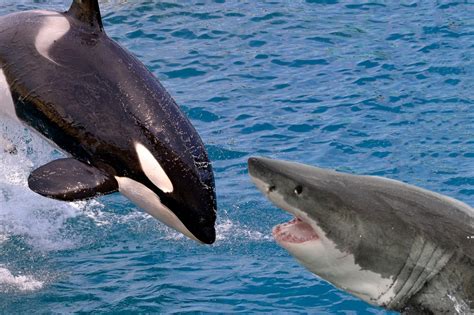 Killer whales fight great white sharks for ocean supremacy