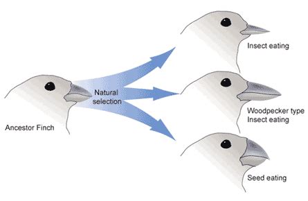 2.3 Adaptive Evolution – VCU BIOL 152: Introduction to Biological ...