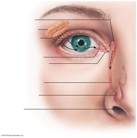 lacrimal system Diagram | Quizlet