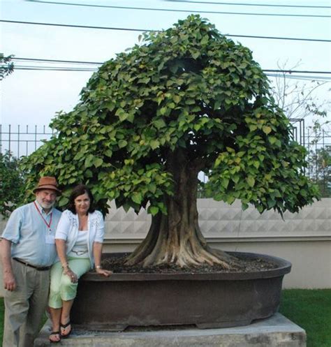 live ficus in Thailand. Ficus Bonsai Tree, Bonsai Forest, Bonzai Tree ...