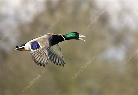 Mallard duck in flight - Stock Image - Z828/0269 - Science Photo Library